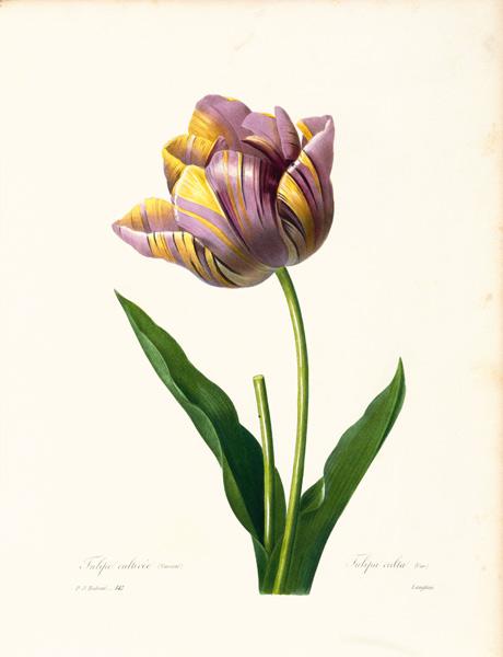 Tulip / Redouté