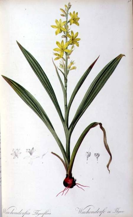 Wachendorfia Thyrsiflora, from 'Les Liliacees' od Pierre Joseph Redouté