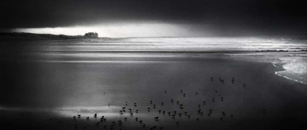 Land of the seagulls od Piet Flour