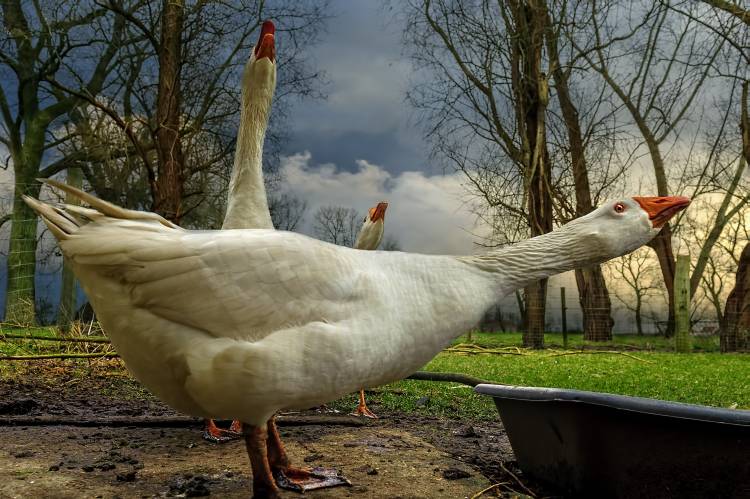 the 3 geese od Piet Flour