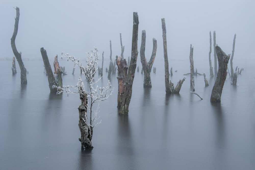 Frozen and foggy world ........ od Piet Haaksma