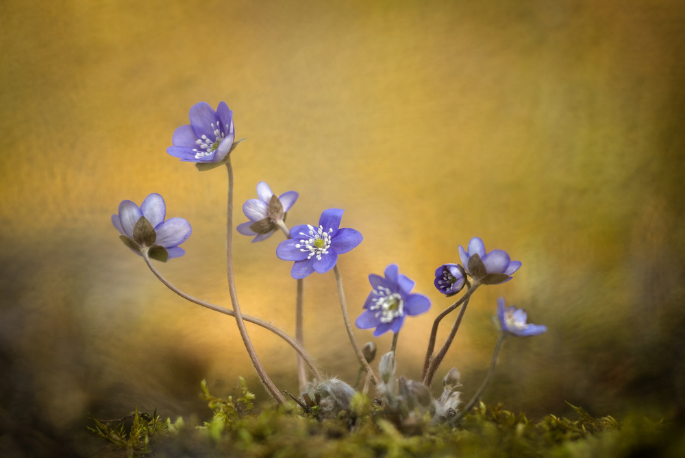 Hepatica nobilis flower od Piet Haaksma