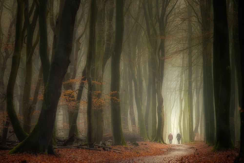 Walking in the forest of the dancing trees. od Piet Haaksma