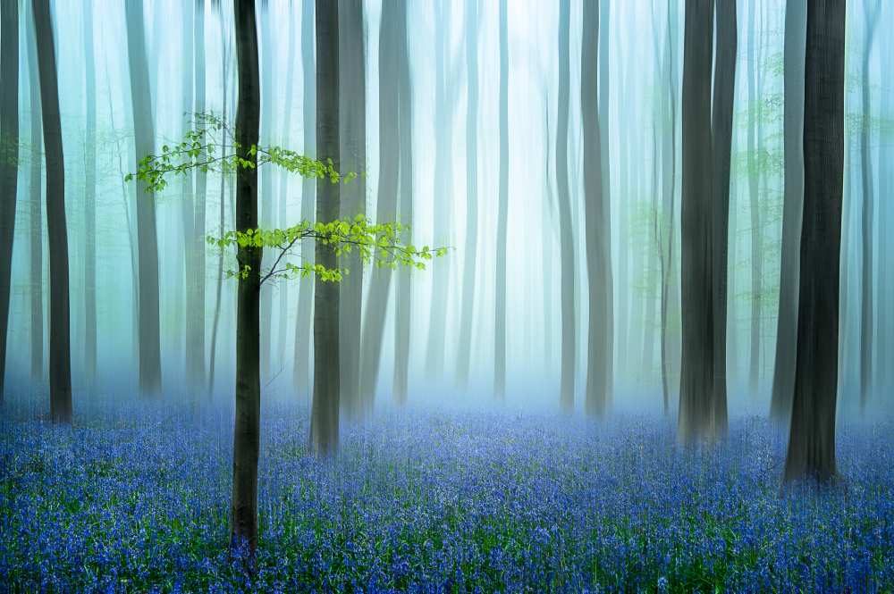 the blue forest ........ od Piet Haaksma