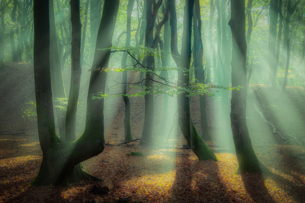 Magical forest. od Piet Haaksma