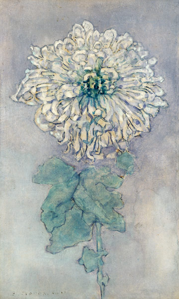Chrysanthemum od Piet Mondrian
