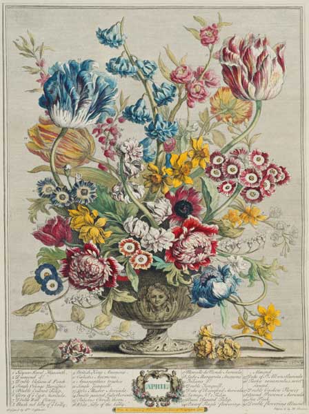 April, from 'Twelve Months of Flowers', by Robert Furber (c.1674-1756), engraved by Henry Fletcher ( od Pieter Casteels