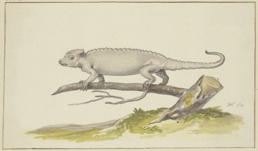 Eidechse oder Salamander nach links od Pieter Holsteyn d. Ä.