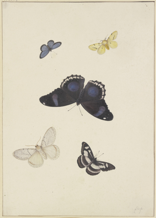 Five butterflies od Pieter Withoos