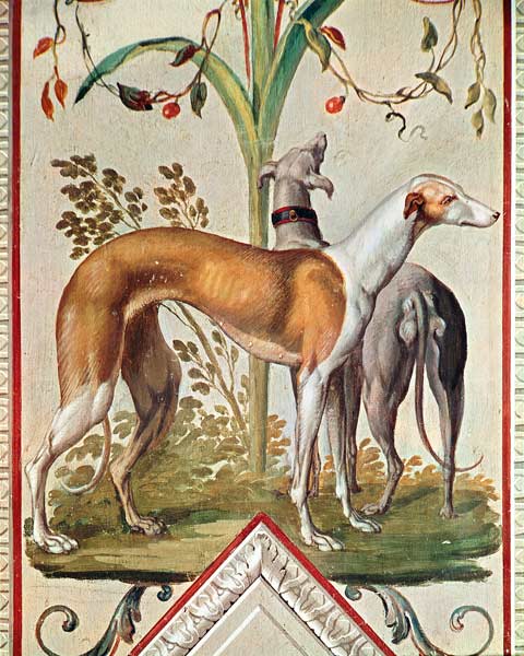 Two Greyhounds od Pietro Rotati