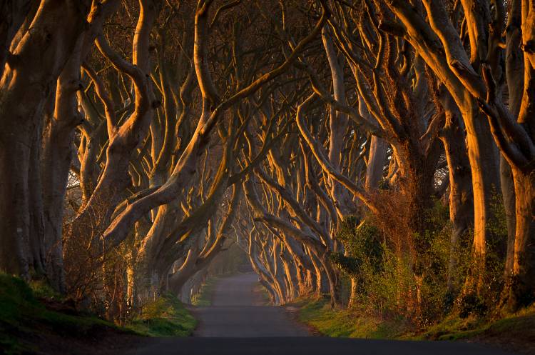 The Dark Hedges in the Morning Sunshine od Piotr Galus