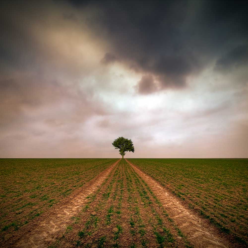 a tree... od Piotr Krol (Bax)