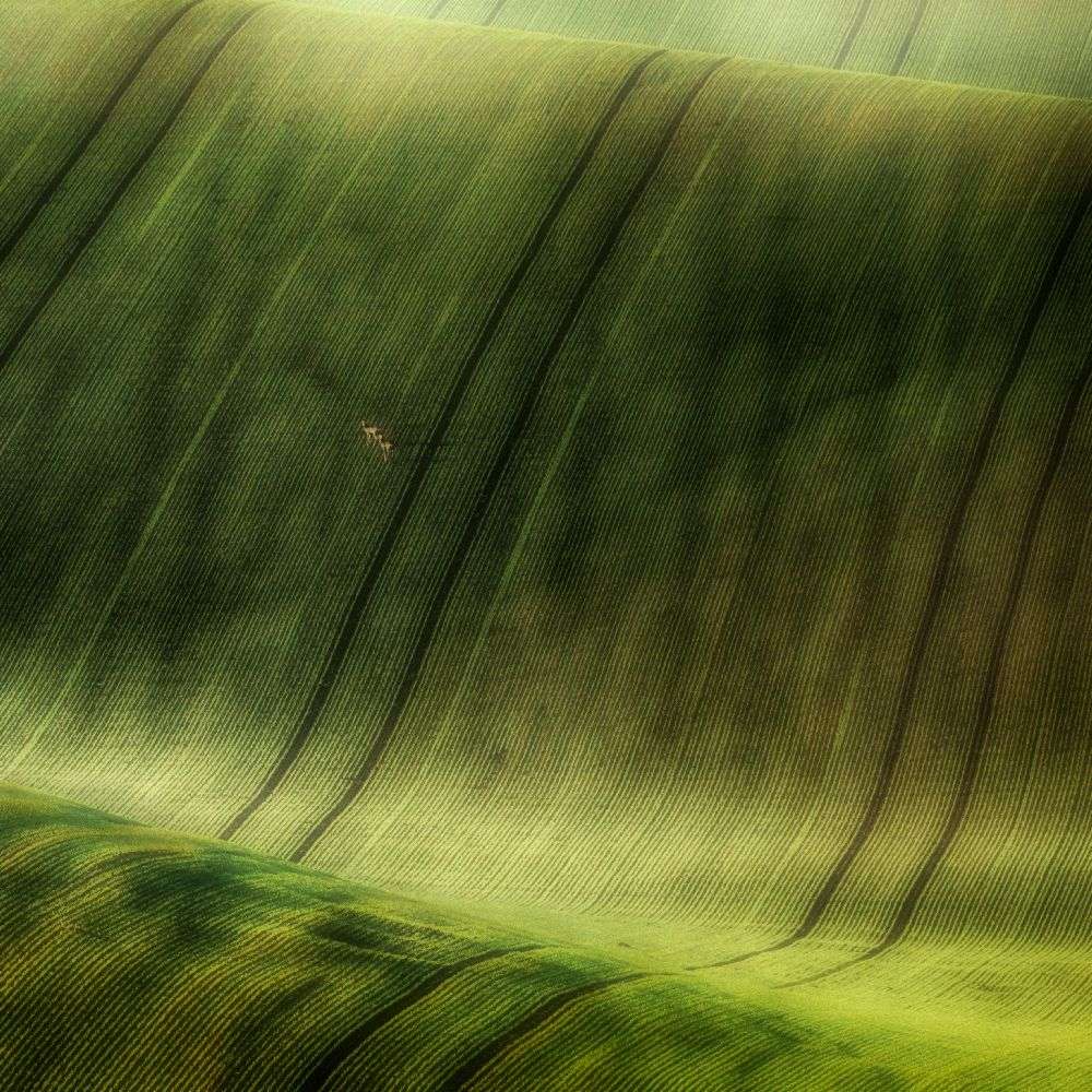 green fields od Piotr Krol (Bax)