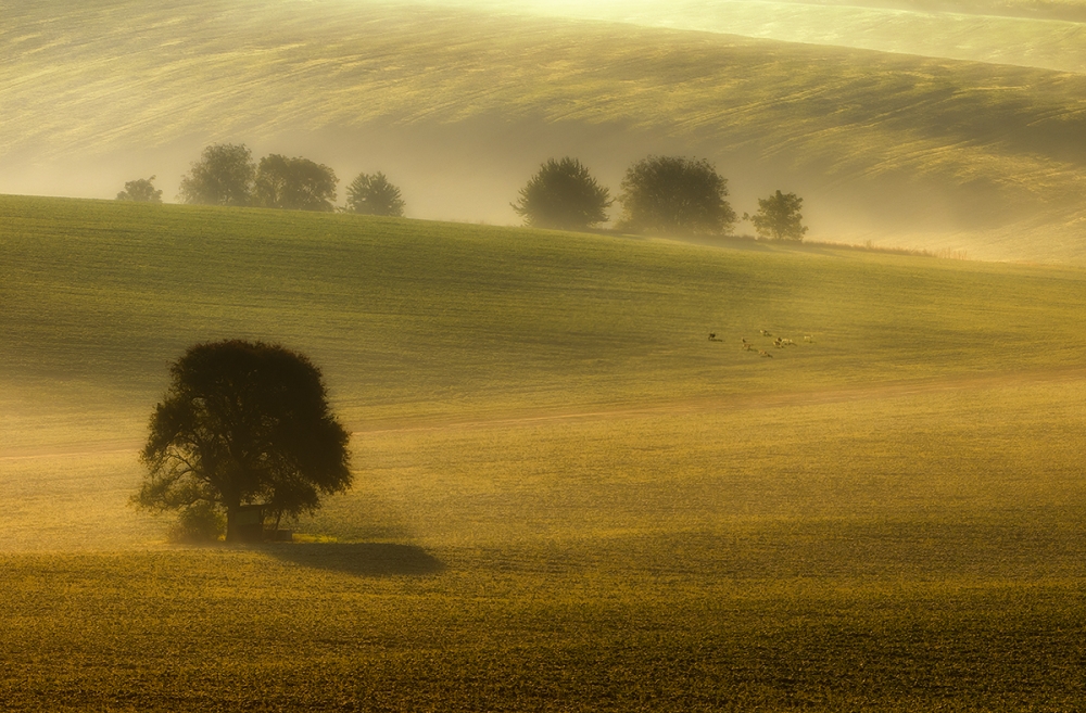 foggy fields od Piotr Krol (Bax)