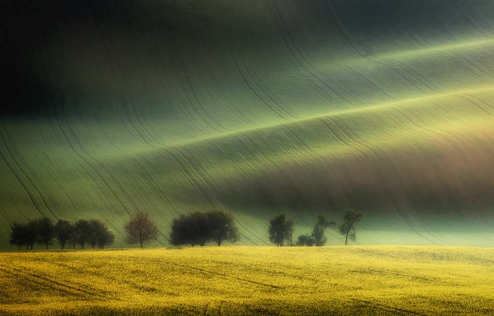 spring fields od Piotr Krol (Bax)
