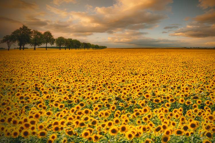 Sunflowers od Piotr Krol (Bax)