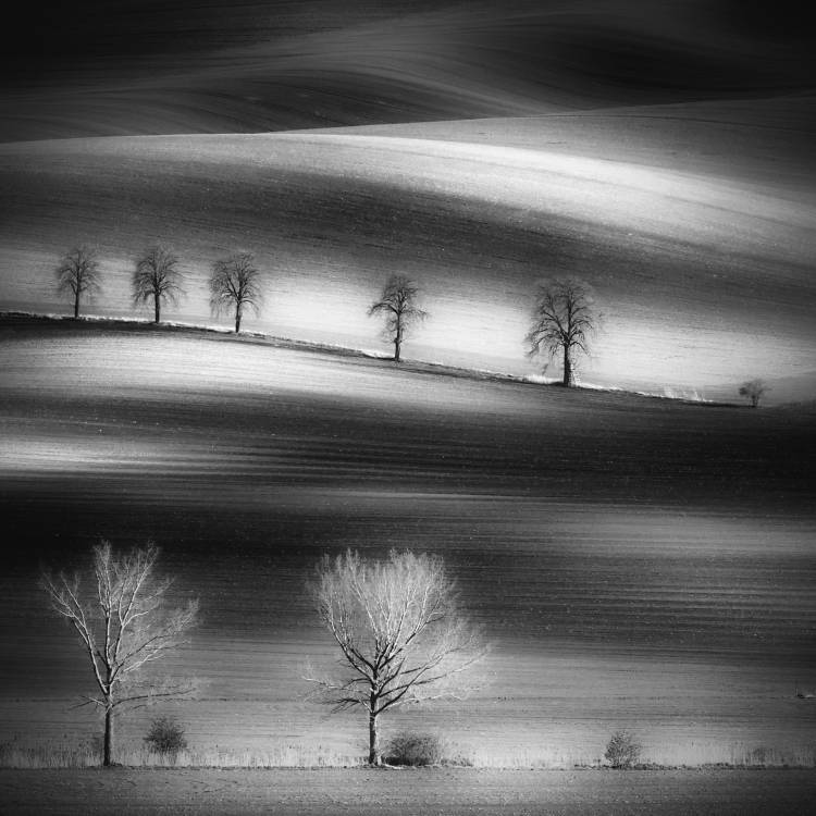 Trees od Piotr Krol (Bax)