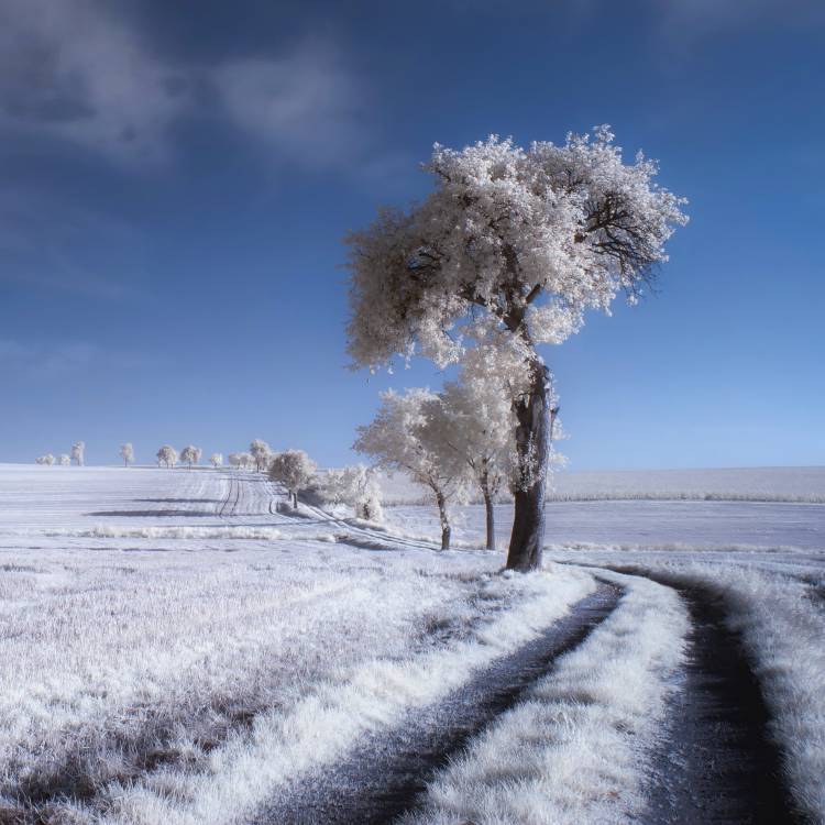 winter in summer od Piotr Krol (Bax)