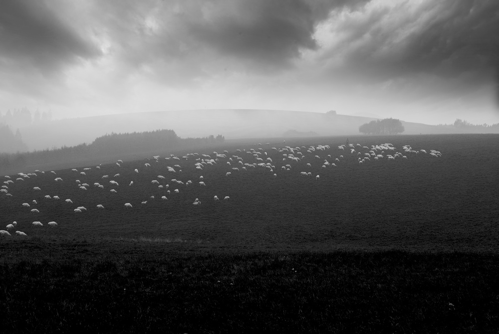 sea of sheeps od Piotr Wiszniewski