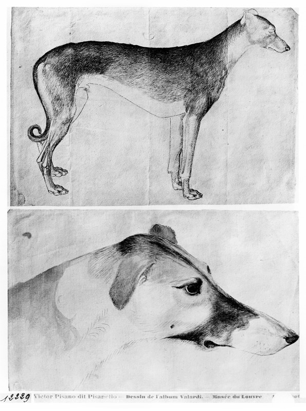 Greyhound and head of a greyhound, from the The Vallardi Album od Pisanello