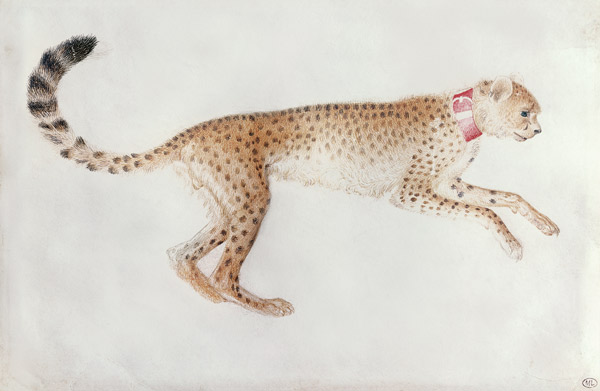 Bounding cheetah with a red collar (w/c on parchment) od Pisanello