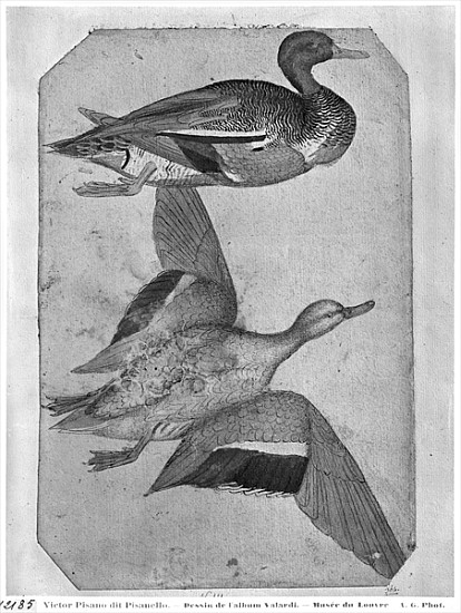 Ducks, from the The Vallardi Album (pen and ink and w/c on paper) od Pisanello