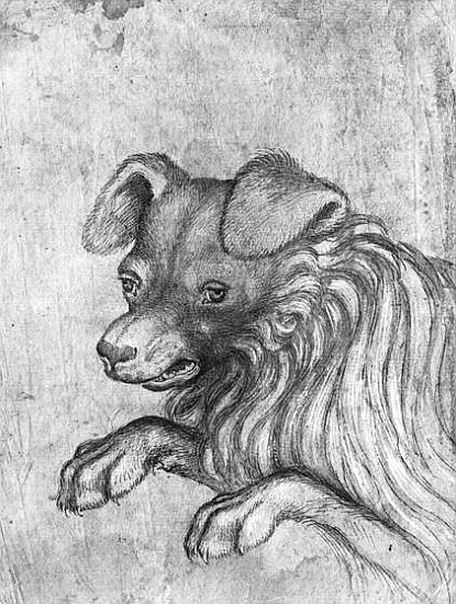 Head of a dog, from the The Vallardi Album od Pisanello