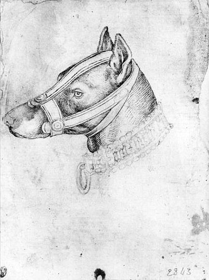 Head of a muzzled dog, from the The Vallardi Album od Pisanello