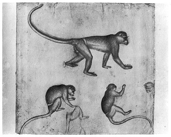 Monkeys, from The Vallardi Album od Pisanello