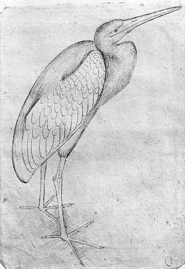 Pelican, from the The Vallardi Album od Pisanello