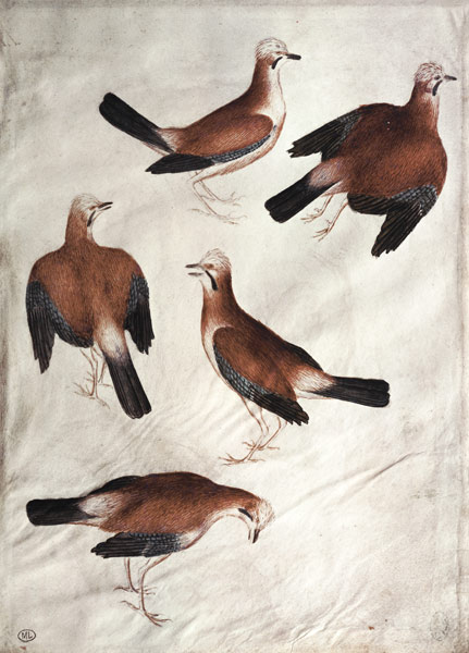 Five Jays od Pisanello