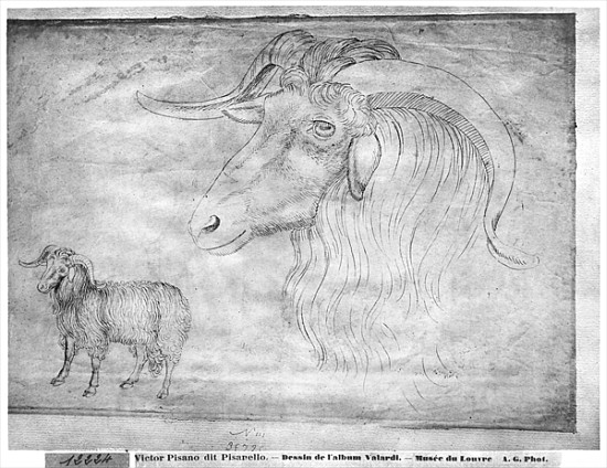 Ram and head of a ram, from the The Vallardi Album od Pisanello