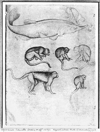 Six Monkeys and a Sturgeon, from The Vallardi Album od Pisanello