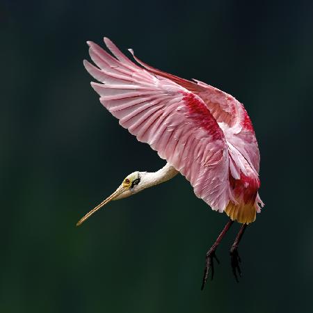 Portrait of a Spoonbill