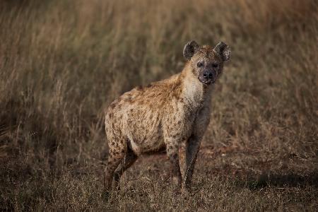 A Pregnant Hyena
