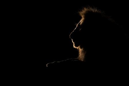 A Silhouette of The King