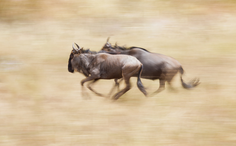 Wildebeests On The Run od Raffi Bashlian