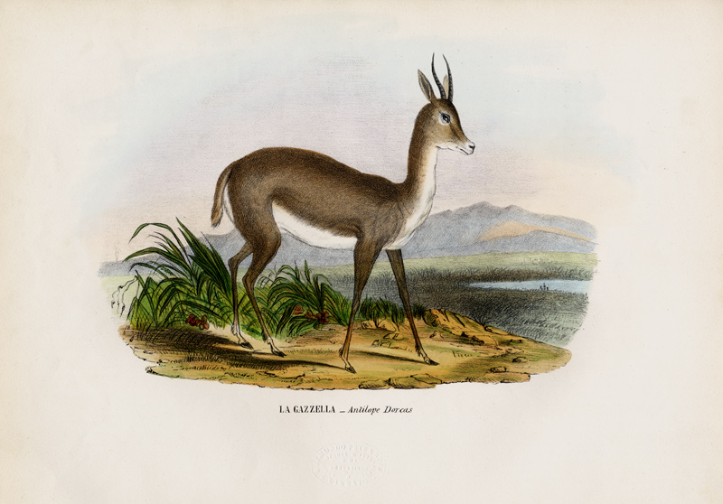Arabian Gazelle od Raimundo Petraroja