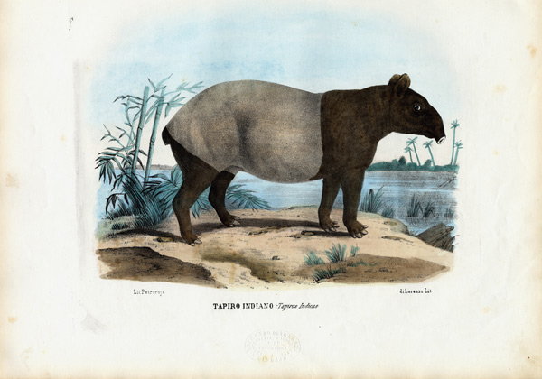 Malayan Tapir od Raimundo Petraroja