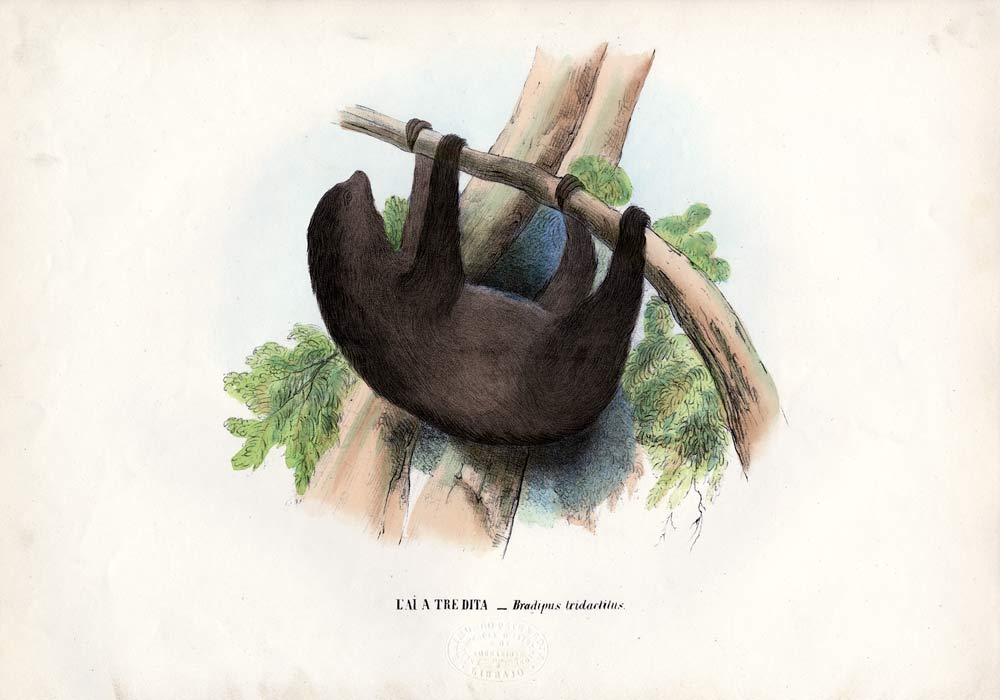 Pale-Throated Sloth od Raimundo Petraroja
