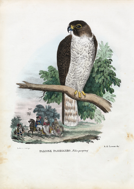 Peregrine Falcon od Raimundo Petraroja