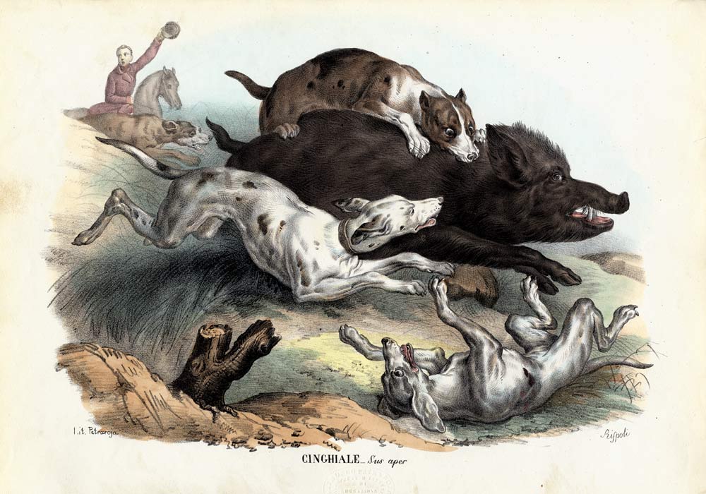 Wild Boar od Raimundo Petraroja