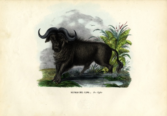 African Buffalo od Raimundo Petraroja
