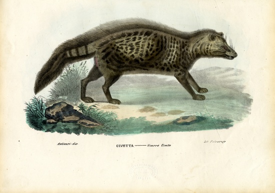 African Civet od Raimundo Petraroja
