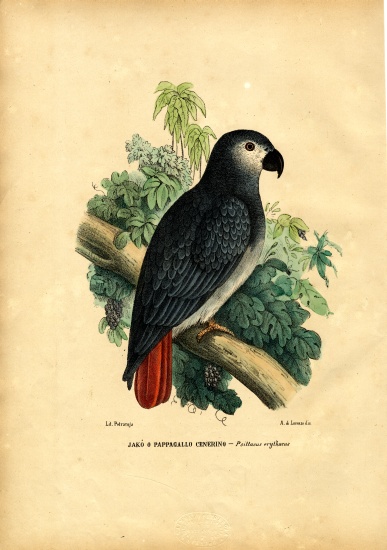 African Grey Parrot od Raimundo Petraroja