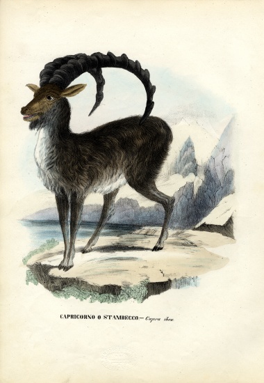 Alpine Ibex od Raimundo Petraroja