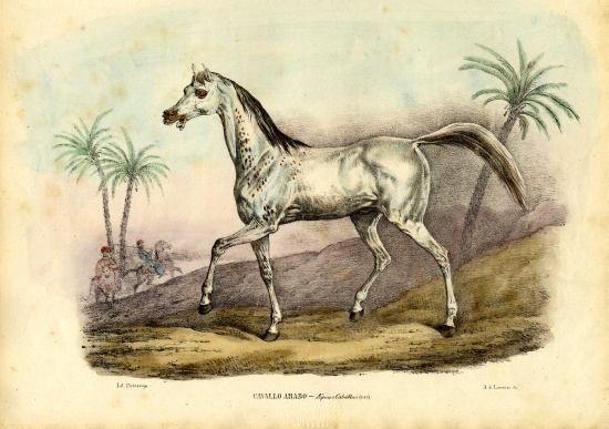 Arab Horse od Raimundo Petraroja