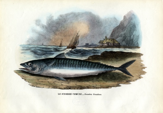 Atlantic Mackerel od Raimundo Petraroja