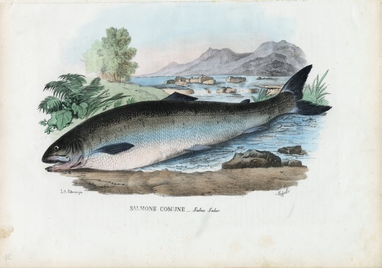 Atlantic Salmon od Raimundo Petraroja