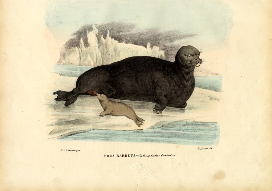 Bearded Seal od Raimundo Petraroja